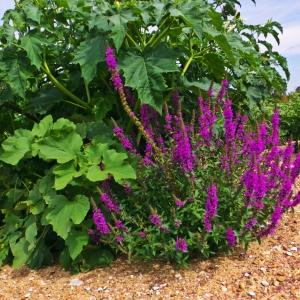 Photographie n°646179 du taxon Lythrum salicaria L.