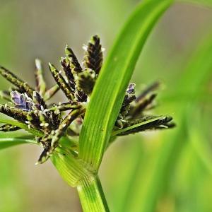 Photographie n°647720 du taxon Cyperus fuscus L. [1753]