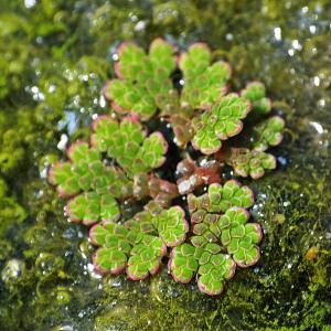 Photographie n°649276 du taxon Azolla filiculoides Lam. [1783]