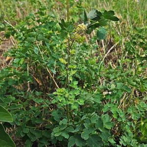 Photographie n°651162 du taxon Thalictrum minus L. [1753]