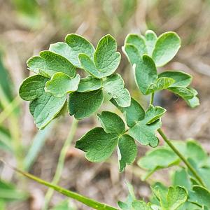 Photographie n°651168 du taxon Thalictrum minus L. [1753]