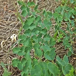 Photographie n°651172 du taxon Thalictrum minus L. [1753]