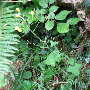 Photographie n°657220 du taxon Lactuca muralis (L.) Gaertn. [1791]