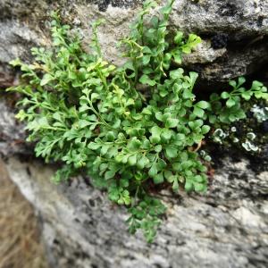 Photographie n°658321 du taxon Asplenium ruta-muraria subsp. ruta-muraria