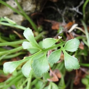 Photographie n°658322 du taxon Asplenium ruta-muraria subsp. ruta-muraria