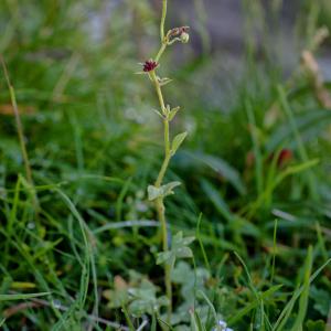 Photographie n°658860 du taxon Saxifraga cernua L. [1753]