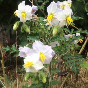 Photographie n°660328 du taxon Solanum sisymbriifolium Lam.