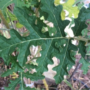 Photographie n°660330 du taxon Solanum sisymbriifolium Lam.