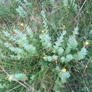 Photographie n°661560 du taxon Hypericum elodes L. [1759]