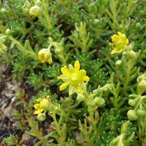 Photographie n°664326 du taxon Saxifraga aizoides L. [1753]