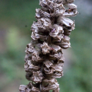 Photographie n°664350 du taxon Phyteuma spicatum L. [1753]