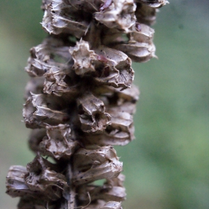 Photographie n°664352 du taxon Phyteuma spicatum L. [1753]