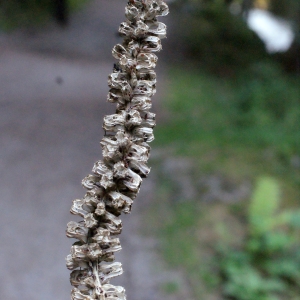 Photographie n°664354 du taxon Phyteuma spicatum L. [1753]