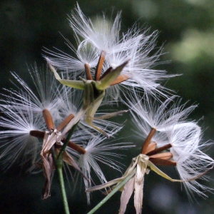 Photographie n°664368 du taxon Prenanthes purpurea L. [1753]