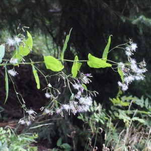 Photographie n°664374 du taxon Prenanthes purpurea L. [1753]