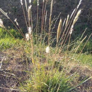 Photographie n°664405 du taxon Bothriochloa barbinodis (Lag.) Herter [1940]