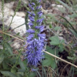 Photographie n°664420 du taxon Veronica spicata L. [1753]