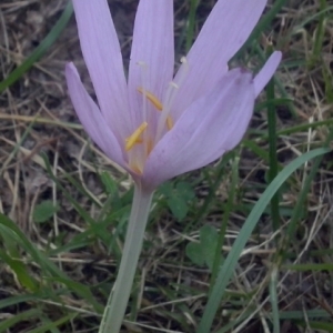 Photographie n°664425 du taxon Colchicum autumnale L. [1753]