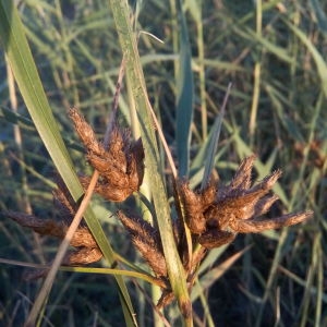  - Bolboschoenus maritimus subsp. maritimus