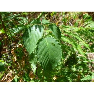 Rubus holerythros Focke