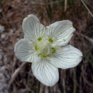 Photographie n°664573 du taxon Parnassia palustris L. [1753]