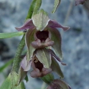 Photographie n°664575 du taxon Epipactis helleborine (L.) Crantz [1769]