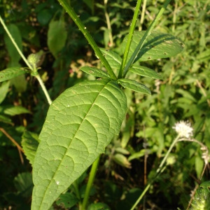 Photographie n°664725 du taxon Dipsacus pilosus L. [1753]