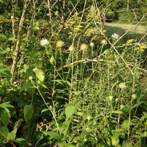 Photographie n°664726 du taxon Dipsacus pilosus L. [1753]