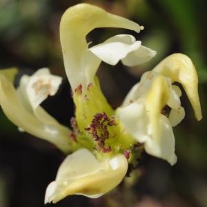 Photographie n°664736 du taxon Pedicularis ascendens Schleich. ex Gaudin [1810]