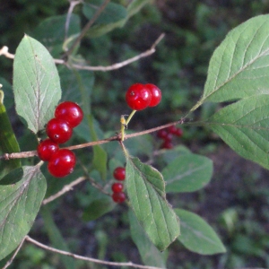 Photographie n°664783 du taxon Lonicera xylosteum L. [1753]