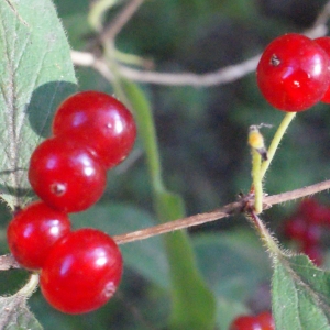 Photographie n°664786 du taxon Lonicera xylosteum L. [1753]