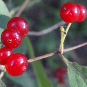 Photographie n°664788 du taxon Lonicera xylosteum L. [1753]