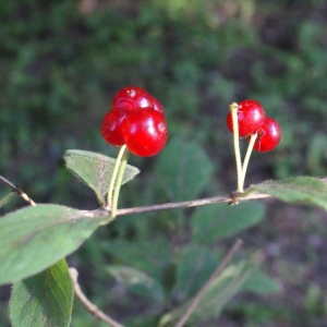 Photographie n°664790 du taxon Lonicera xylosteum L. [1753]