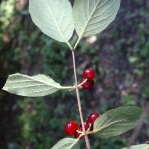 Photographie n°664794 du taxon Lonicera xylosteum L. [1753]