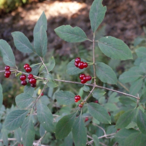 Photographie n°664796 du taxon Lonicera xylosteum L. [1753]