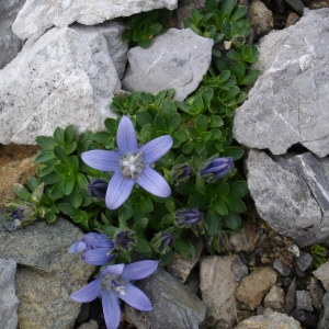 Photographie n°664949 du taxon Campanula cenisia L. [1763]