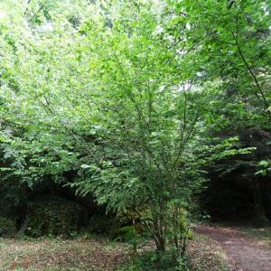 Photographie n°664951 du taxon Corylus avellana L.