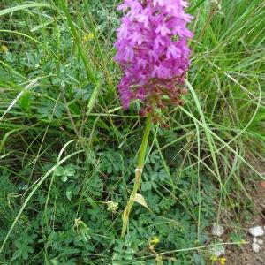 Photographie n°664980 du taxon Anacamptis pyramidalis var. pyramidalis