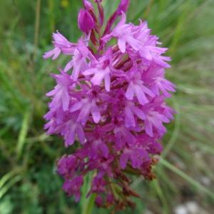 Photographie n°664983 du taxon Anacamptis pyramidalis var. pyramidalis