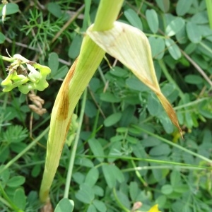 Photographie n°664985 du taxon Anacamptis pyramidalis var. pyramidalis