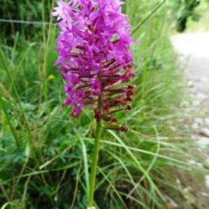 Photographie n°664987 du taxon Anacamptis pyramidalis var. pyramidalis