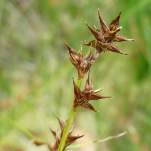 Photographie n°664993 du taxon Carex echinata Murray [1770]