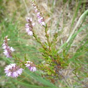 Photographie n°664997 du taxon Calluna vulgaris (L.) Hull