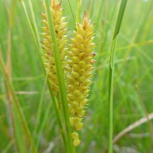 Photographie n°665000 du taxon Carex vesicaria L. [1753]