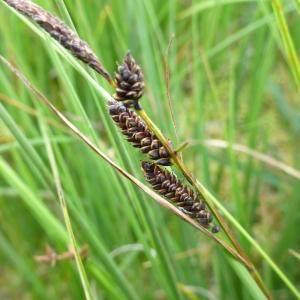 Photographie n°665004 du taxon Carex nigra (L.) Reichard [1778]