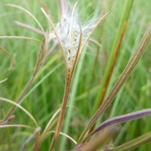 Photographie n°665006 du taxon Epilobium palustre L. [1753]