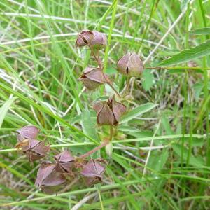 Photographie n°665022 du taxon Comarum palustre L. [1753]