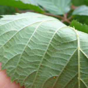 Photographie n°665069 du taxon Rubus sulcatus Vest [1821]