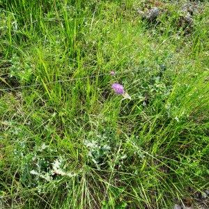 Photographie n°665081 du taxon Knautia arvensis (L.) Coult.