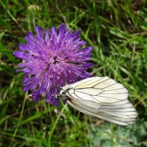 Photographie n°665084 du taxon Knautia arvensis (L.) Coult.